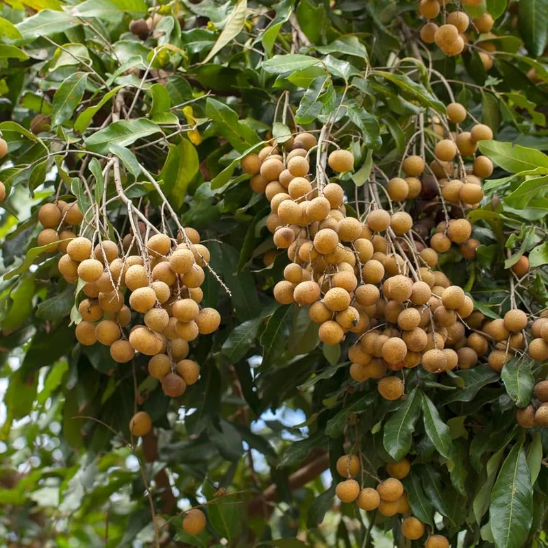 Longan Dimocarpus Dragon Eye Seedling Tropical Fruit Tree Plant - 1 Piece