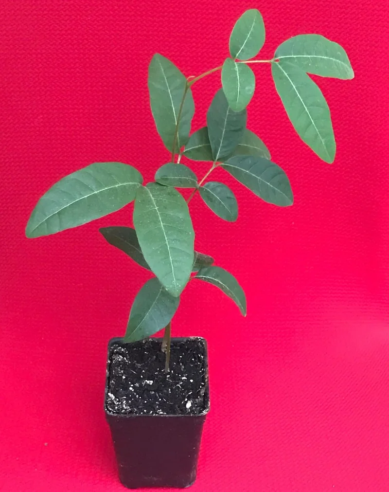 Longan Dimocarpus Dragon Eye Seedling Tropical Fruit Tree Plant - 1 Piece