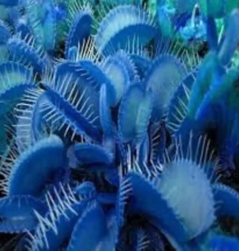 Blue Venus Flytrap Seeds Dionaea Muscipula Heat Tolerant, GMO Free, Potted Outdoor Pond