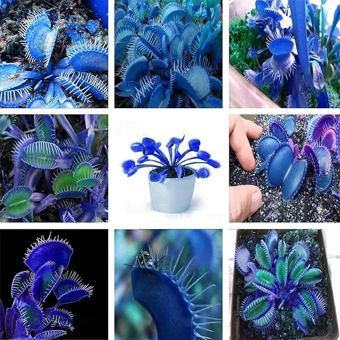 Blue Venus Flytrap Seeds Dionaea Muscipula Heat Tolerant, GMO Free, Potted Outdoor Pond