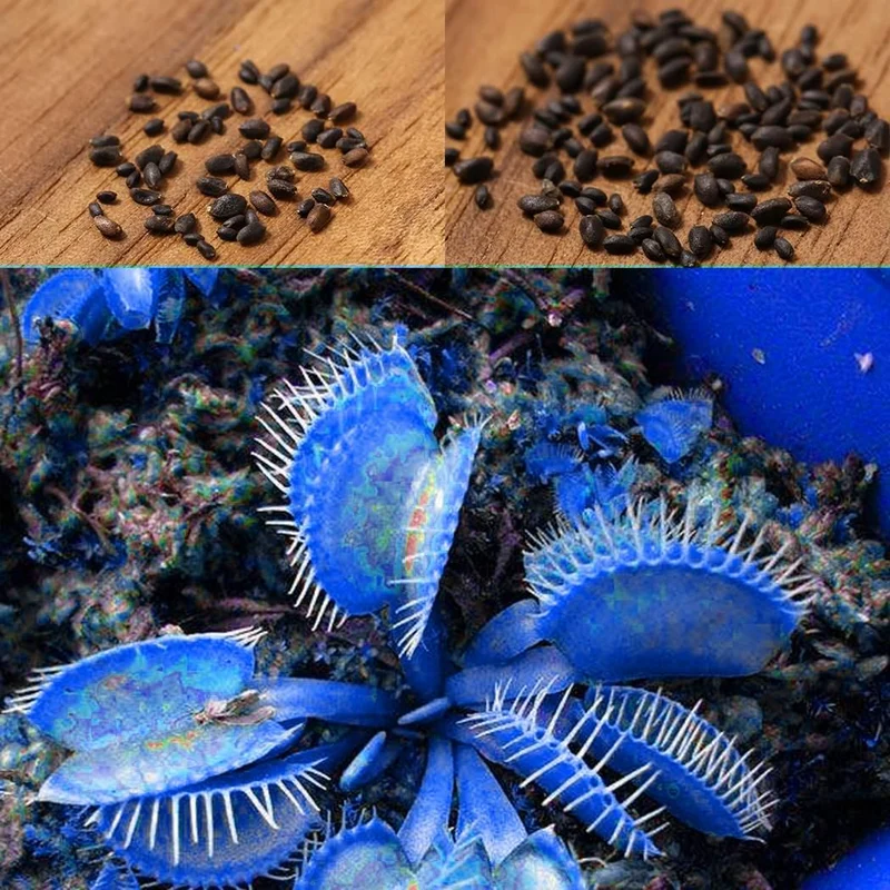 Blue Venus Flytrap Seeds Dionaea Muscipula Heat Tolerant, GMO Free, Potted Outdoor Pond