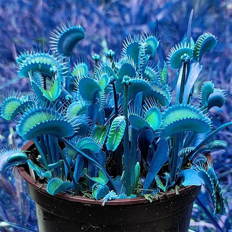 Blue Venus Flytrap Seeds Dionaea Muscipula Heat Tolerant, GMO Free, Potted Outdoor Pond