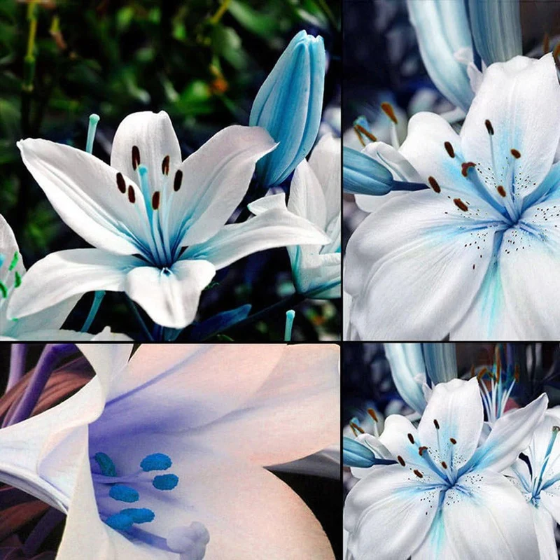 Blue Rare Lily Seeds for Yard Gardening, Lilium Flower Seeds for Home, Bonsai, and Garden Planting