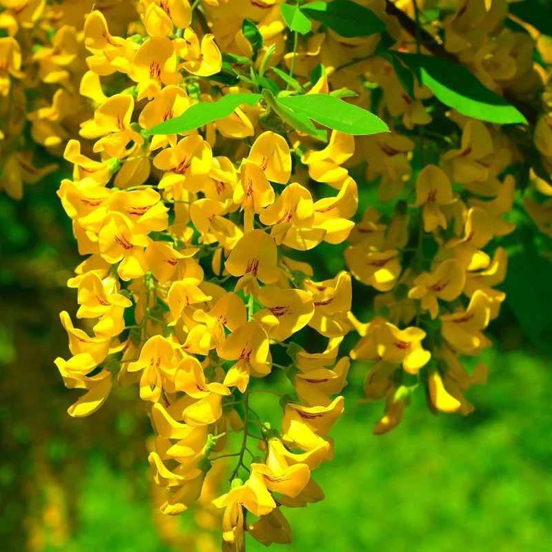 Yellow Wisteria Seeds Wisteria Sinensis Climbing Woody Vine Fragrant Blooms Ornamental Plant for Gardens and Landscapes Outdoor
