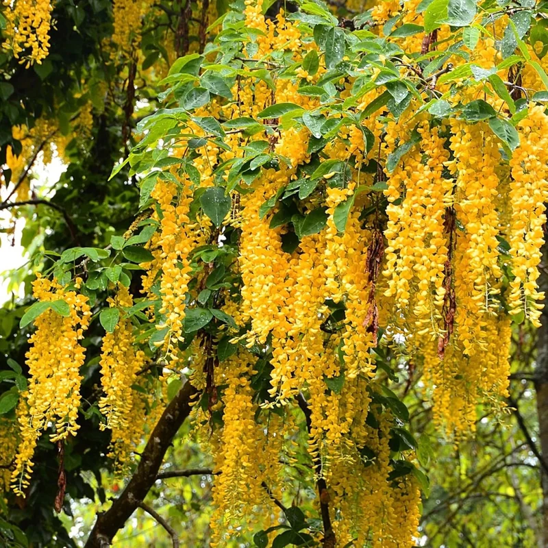 Yellow Wisteria Seeds Wisteria Sinensis Climbing Woody Vine Fragrant Blooms Ornamental Plant for Gardens and Landscapes Outdoor