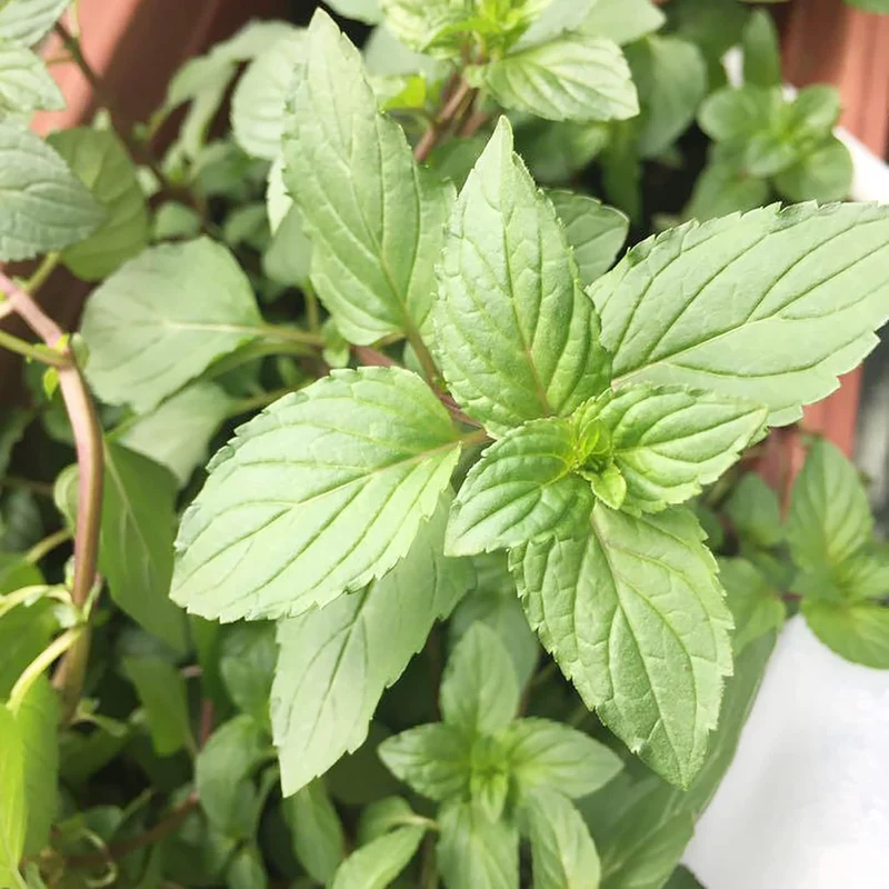 Chocolate Mint Seeds Perennial, Fast-Growing for Patio And Container Garden
