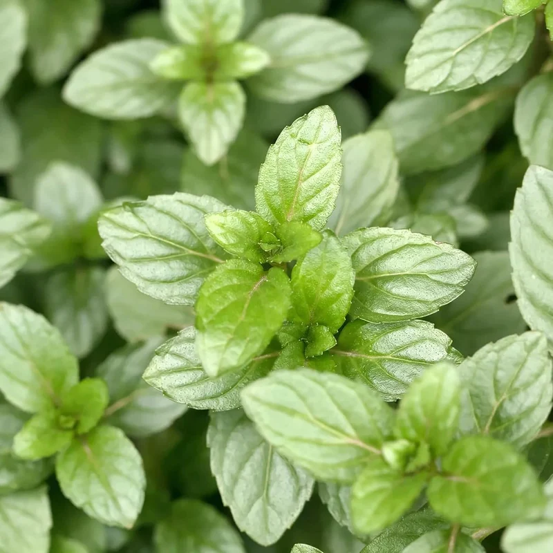 Chocolate Mint Seeds Perennial, Fast-Growing for Patio And Container Garden
