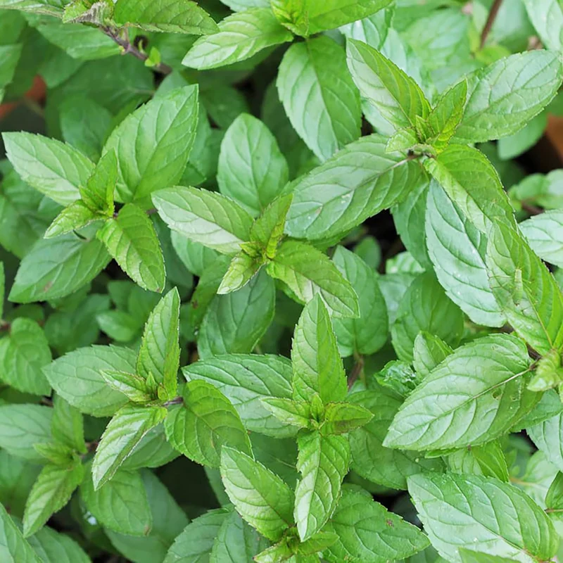 Chocolate Mint Seeds Perennial, Fast-Growing for Patio And Container Garden