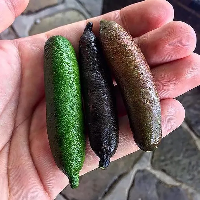 Garden Finger Lime Seeds, Non-GMO Evergreen Perennial, Low Maintenance Cooking Plant
