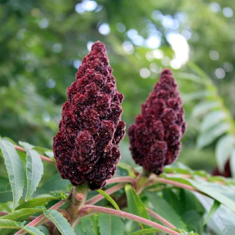 Staghorn Sumac Seeds – Rhus typhina Deciduous Shrub or Small Tree for Borders & Wildlife Gardens