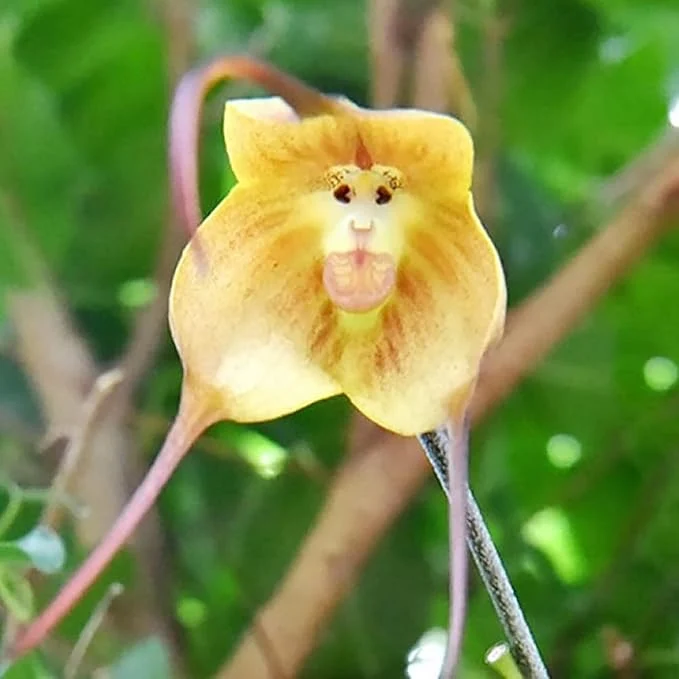 Monkey Face Orchid Seeds Dracula Simia Perennial Non GMO Fragrant Indoor Plant