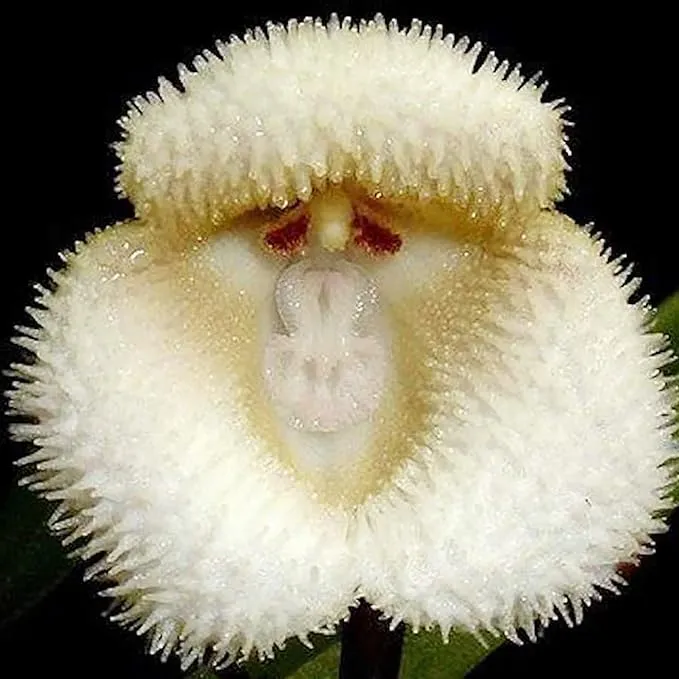 Monkey Face Orchid Seeds Dracula Simia Perennial Non GMO Fragrant Indoor Plant