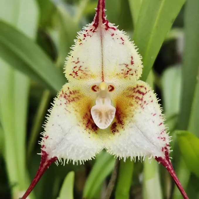 Monkey Face Orchid Seeds Dracula Simia Perennial Non GMO Fragrant Indoor Plant