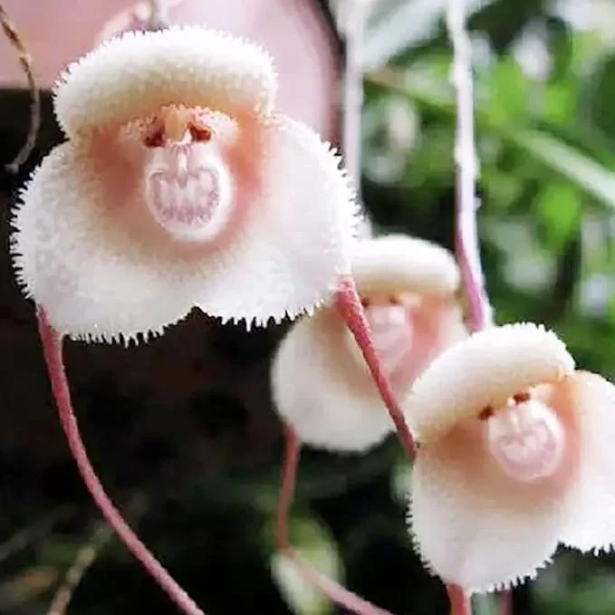 Monkey Face Orchid Seeds Dracula Simia Perennial Non GMO Fragrant Indoor Plant