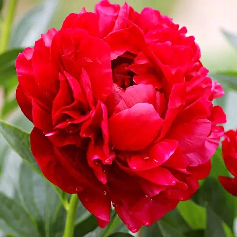 Mixed Peony Seeds, Popular Flowering Perennial Plant with Large Fragrant Blooms for Gardens And Floral Arrangements