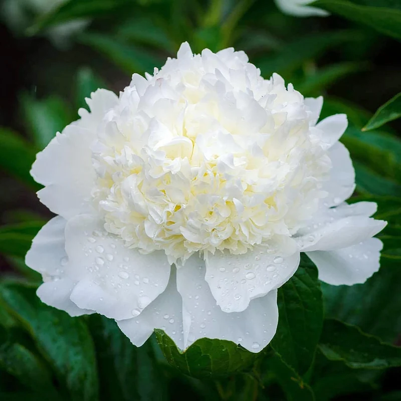 Mixed Peony Seeds, Popular Flowering Perennial Plant with Large Fragrant Blooms for Gardens And Floral Arrangements
