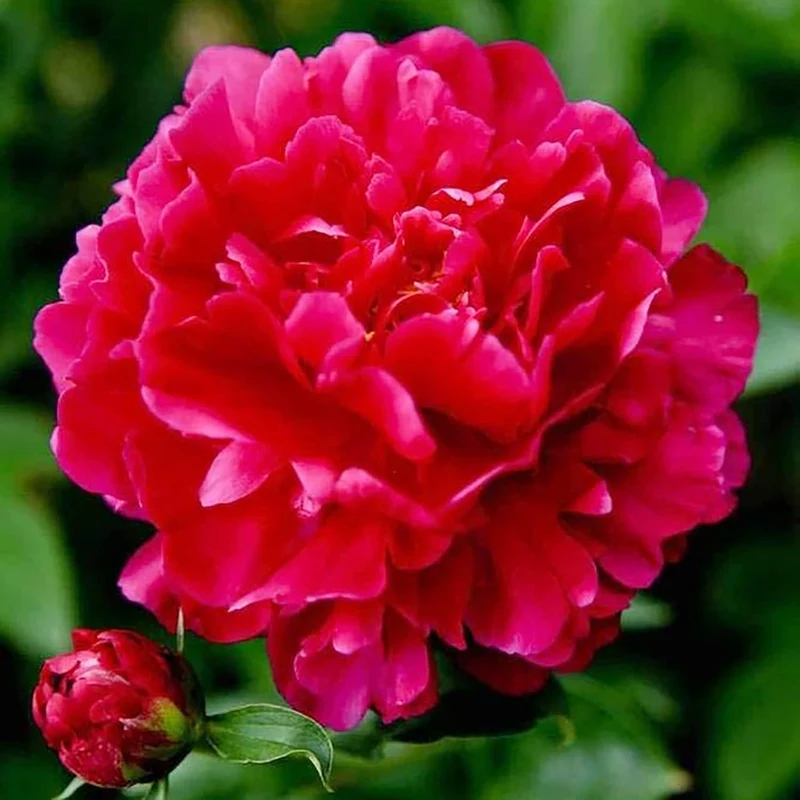 Mixed Peony Seeds, Popular Flowering Perennial Plant with Large Fragrant Blooms for Gardens And Floral Arrangements