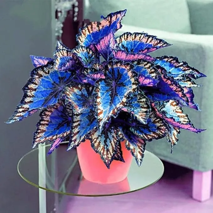 Rare Coleus Seeds – Vibrant Ornamental Foliage for Gardens & Containers