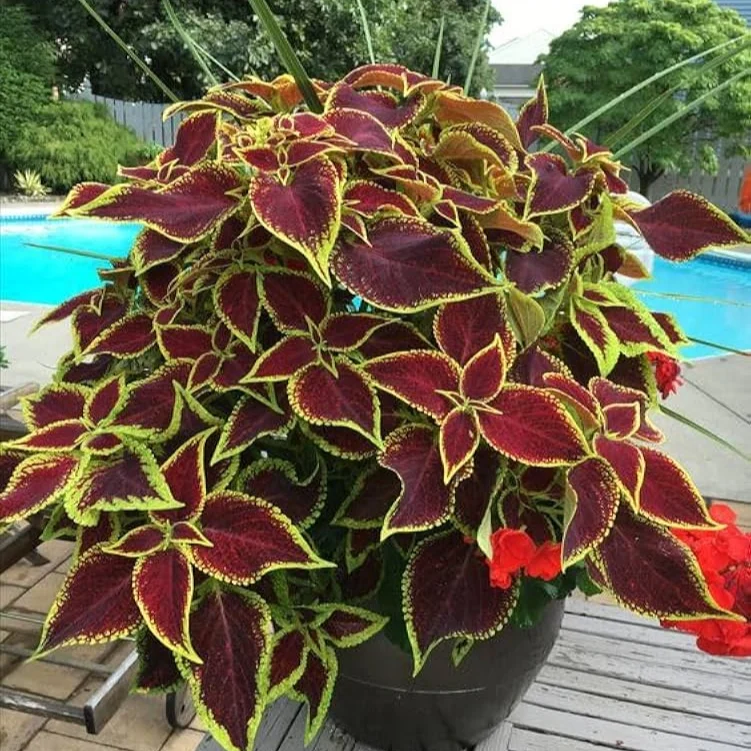Rare Coleus Seeds – Vibrant Ornamental Foliage for Gardens & Containers
