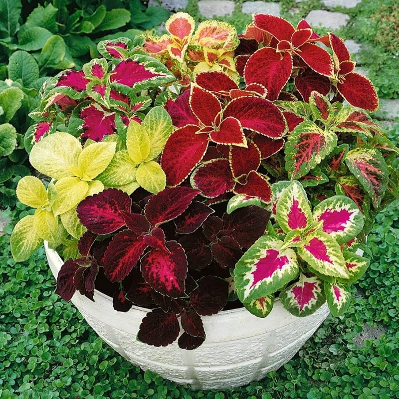 Rare Coleus Seeds – Vibrant Ornamental Foliage for Gardens & Containers