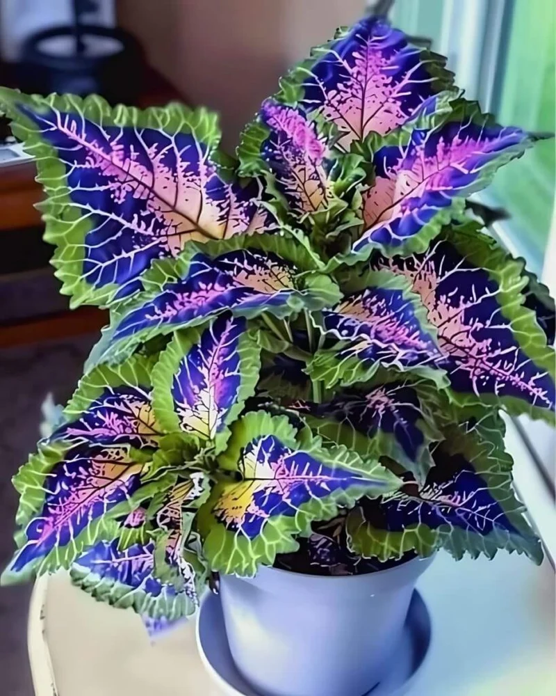 Rare Coleus Seeds – Vibrant Ornamental Foliage for Gardens & Containers