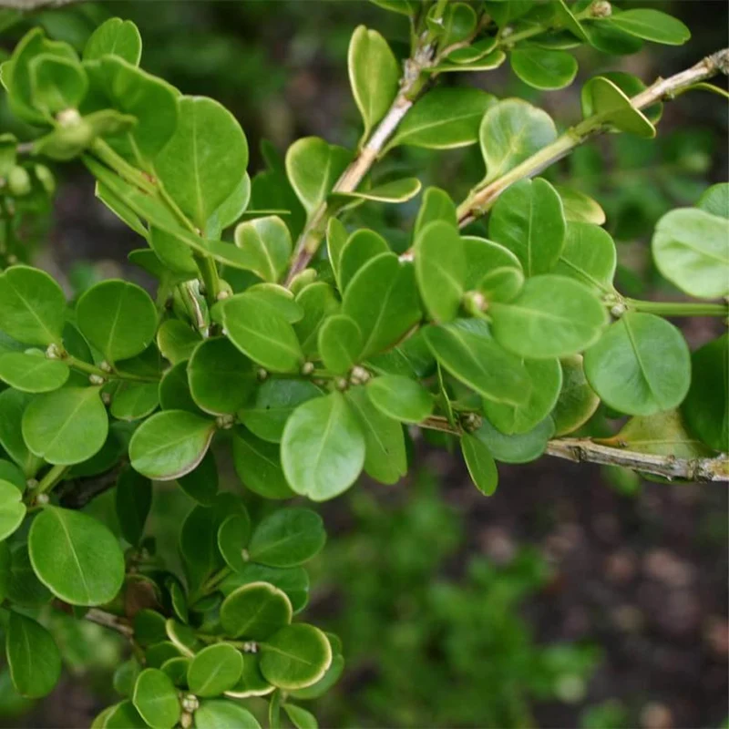 Wintergreen Japanese Boxwood Seeds – Buxus microphylla Evergreen Hedge for Borders & Landscaping