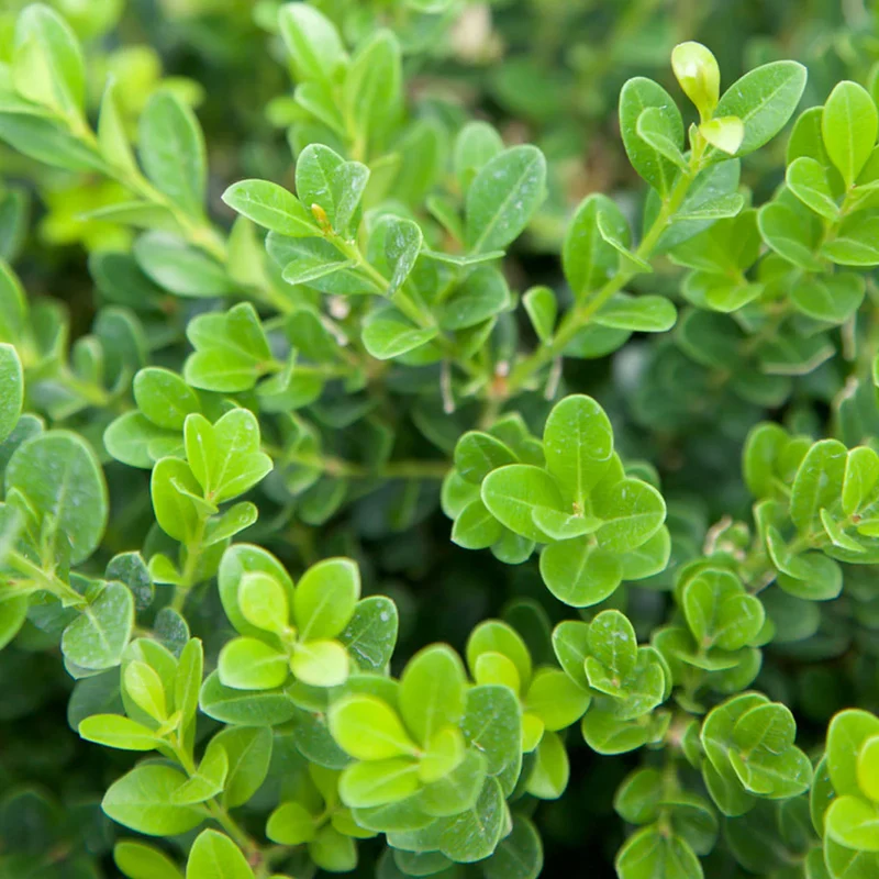 Wintergreen Japanese Boxwood Seeds – Buxus microphylla Evergreen Hedge for Borders & Landscaping