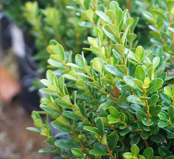 Wintergreen Japanese Boxwood Seeds – Buxus microphylla Evergreen Hedge for Borders & Landscaping
