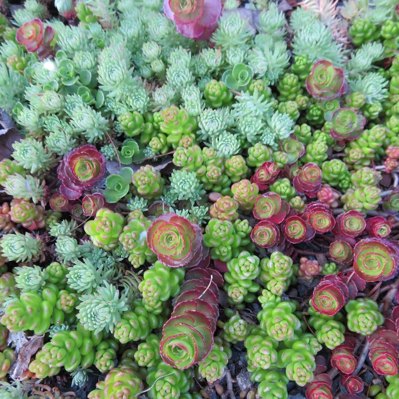 Sedum Seeds (Mixed Sedum Seeds) - Easy-Care Perennial for Containers and Ground Cover