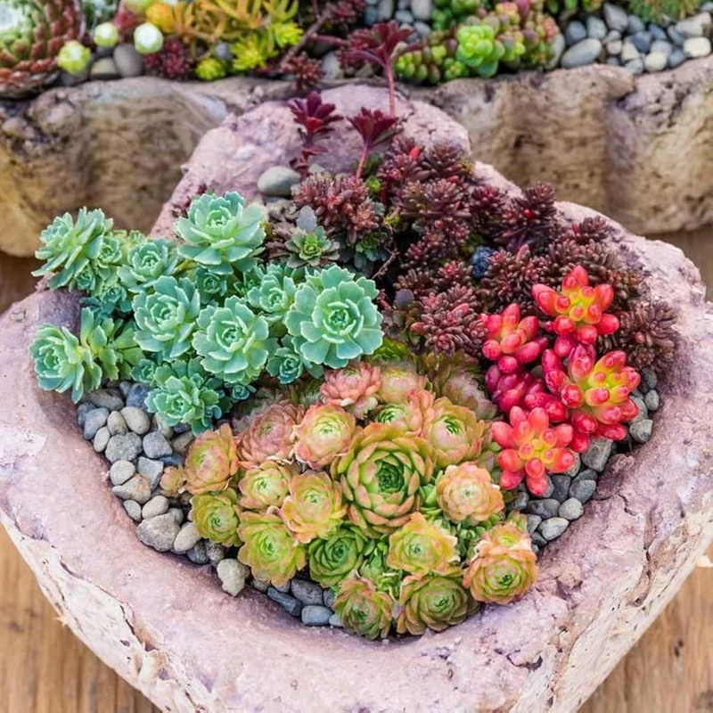Sedum Seeds (Mixed Sedum Seeds) - Easy-Care Perennial for Containers and Ground Cover