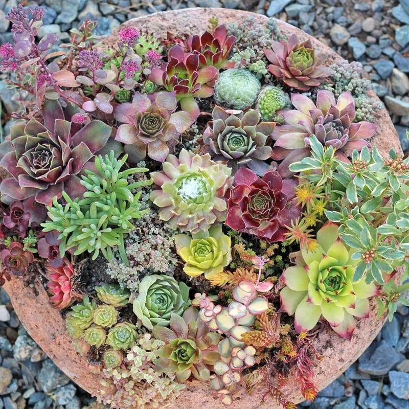 Sedum Seeds (Mixed Sedum Seeds) - Easy-Care Perennial for Containers and Ground Cover