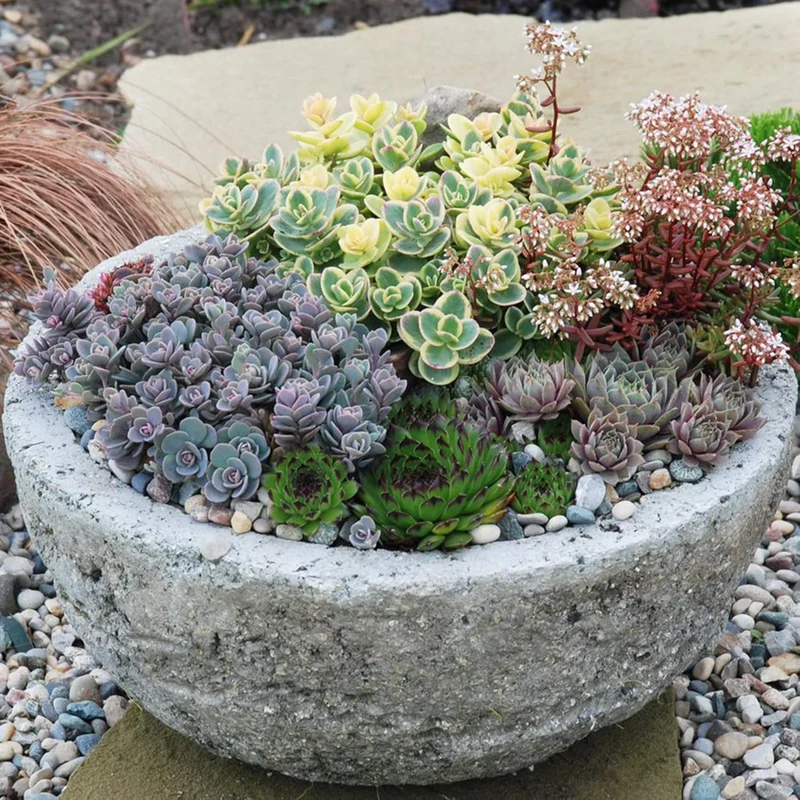 Sedum Seeds (Mixed Sedum Seeds) - Easy-Care Perennial for Containers and Ground Cover