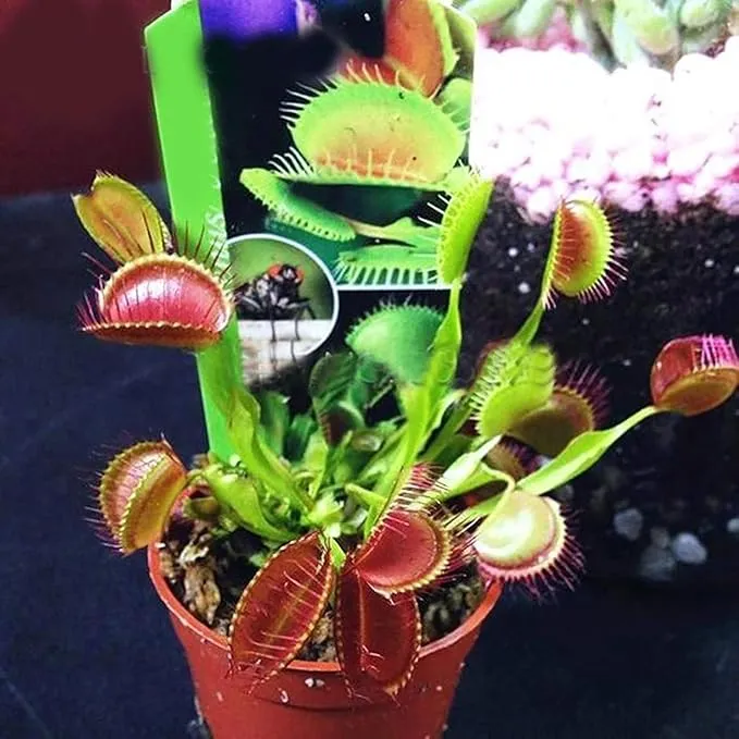 Venus Flytrap Seeds – Dionaea Muscipula Carnivorous Plant Seeds