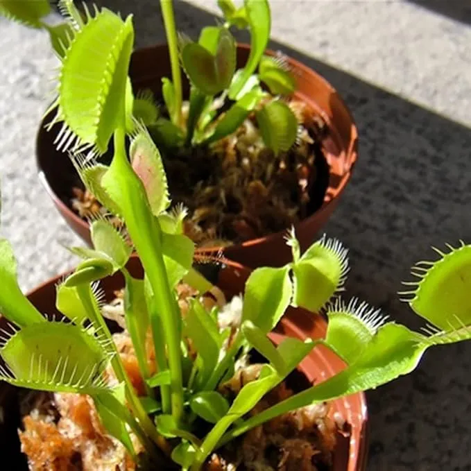 Venus Flytrap Seeds – Dionaea Muscipula Carnivorous Plant Seeds