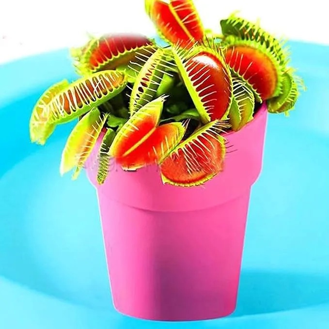 Venus Flytrap Seeds – Dionaea Muscipula Carnivorous Plant Seeds