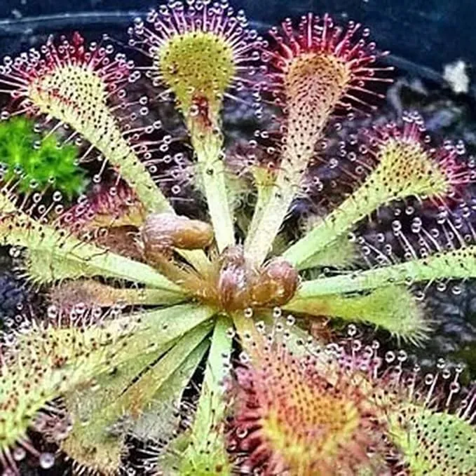 Venus Flytrap Seeds – Dionaea Muscipula Carnivorous Plant Seeds