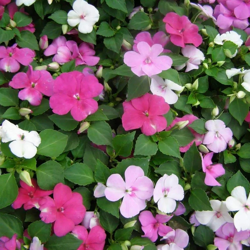 Impatiens Seeds Touch Me Not Balsams Attract Pollinators Garden Beds Borders Flower Seeds