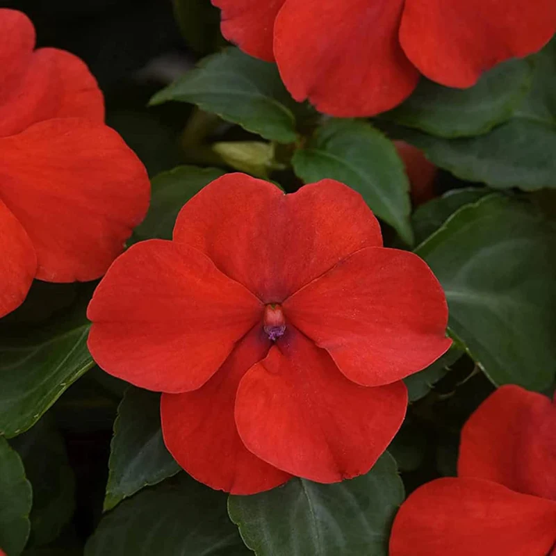 Impatiens Seeds Touch Me Not Balsams Attract Pollinators Garden Beds Borders Flower Seeds