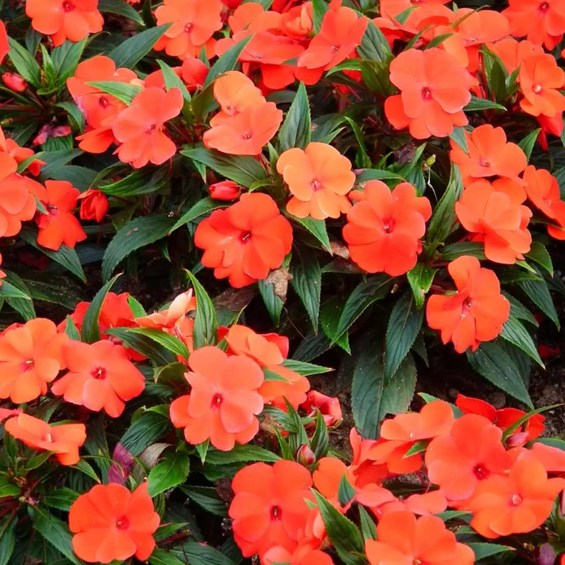 Impatiens Seeds Touch Me Not Balsams Attract Pollinators Garden Beds Borders Flower Seeds