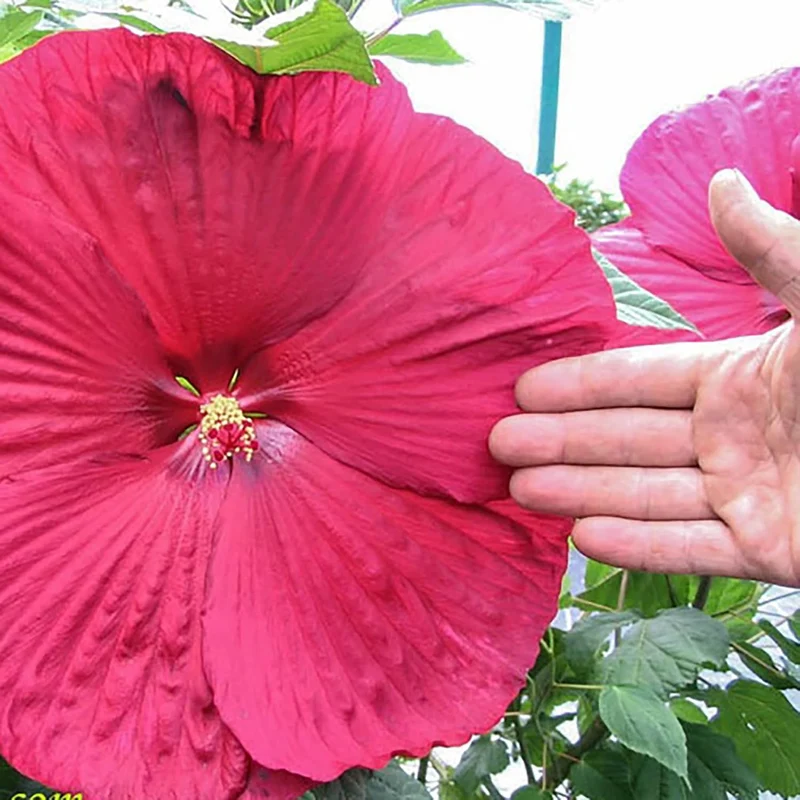 Garden Giant Hibiscus Seeds Dinnerplate Hibiscus Moscheutos Swamp Mallow Perennial Hardy Ornamental Plant Outdoor Flower Seeds