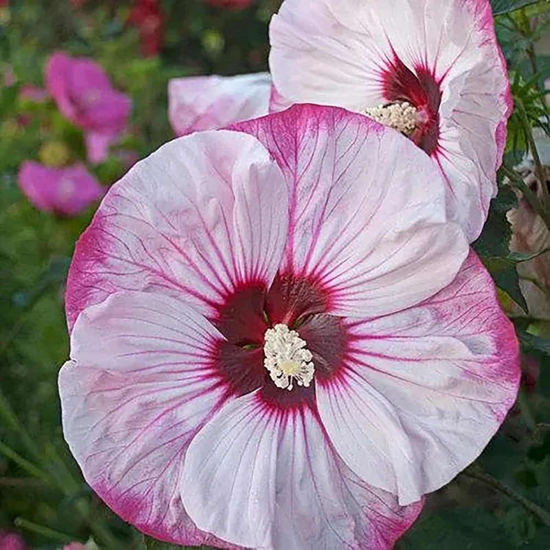 Garden Giant Hibiscus Seeds Dinnerplate Hibiscus Moscheutos Swamp Mallow Perennial Hardy Ornamental Plant Outdoor Flower Seeds