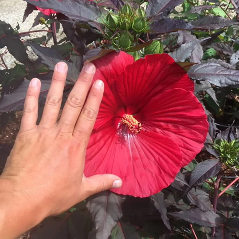 Garden Giant Hibiscus Seeds Dinnerplate Hibiscus Moscheutos Swamp Mallow Perennial Hardy Ornamental Plant Outdoor Flower Seeds