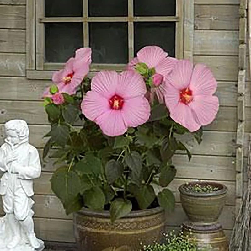 Garden Giant Hibiscus Seeds Dinnerplate Hibiscus Moscheutos Swamp Mallow Perennial Hardy Ornamental Plant Outdoor Flower Seeds