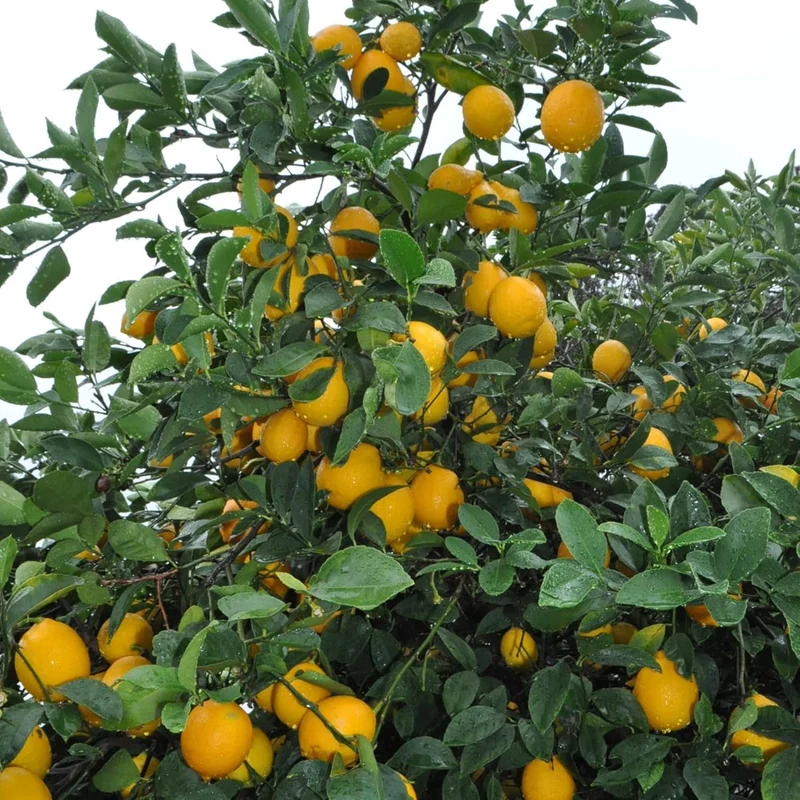Meyer Lemon Seeds Edible Skin Juicy Slightly Sweeter Pulp Cooking Baking Fragrant Flowers Ornamental Garden Beds Outdoor Fruit Seeds