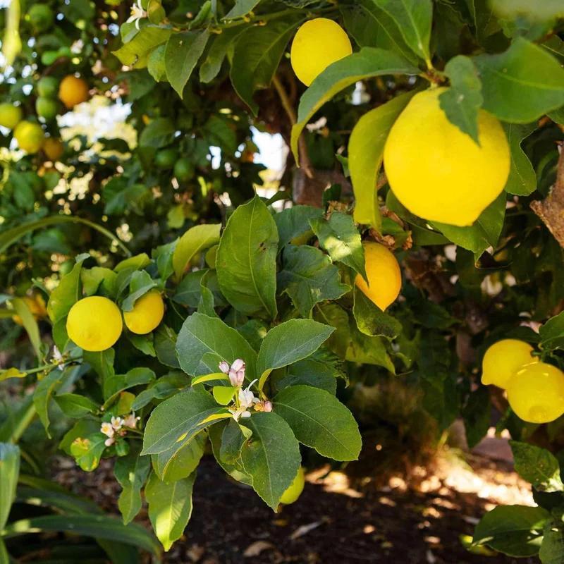 Meyer Lemon Seeds Edible Skin Juicy Slightly Sweeter Pulp Cooking Baking Fragrant Flowers Ornamental Garden Beds Outdoor Fruit Seeds