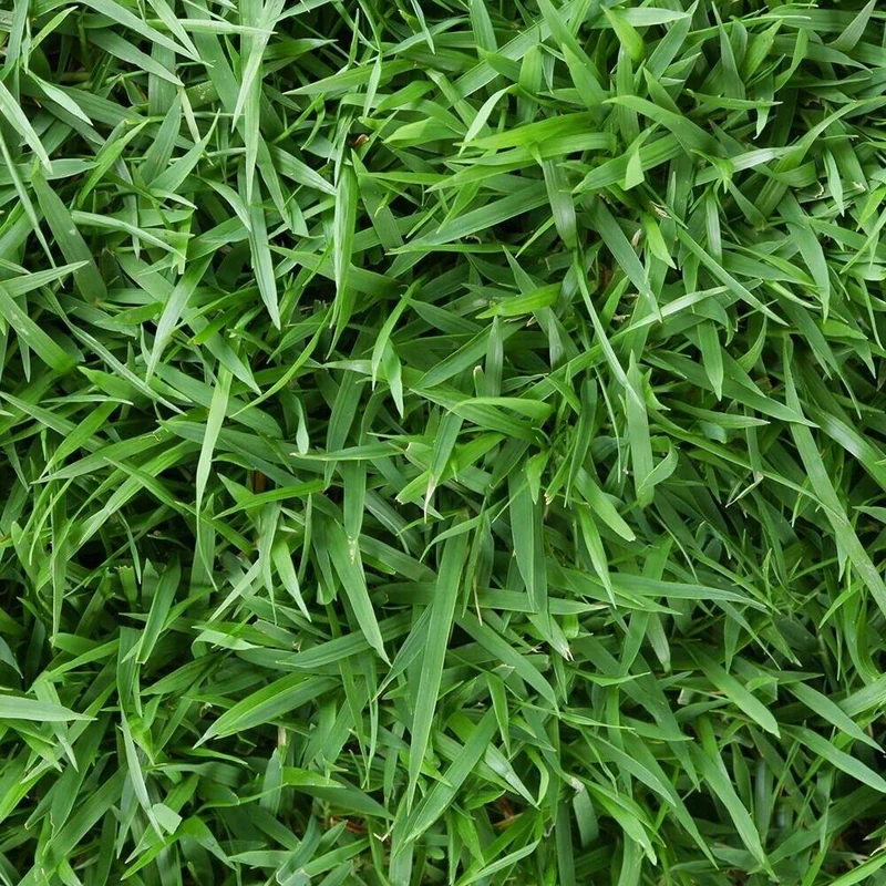 Emerald Zoysia Grass Seeds – Dense, Low-Maintenance Lawn for Warm Climates