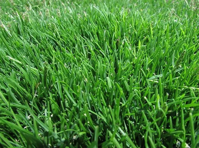 Emerald Zoysia Grass Seeds – Dense, Low-Maintenance Lawn for Warm Climates