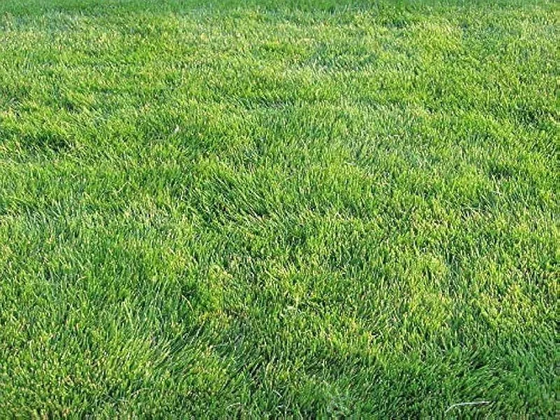 Emerald Zoysia Grass Seeds – Dense, Low-Maintenance Lawn for Warm Climates