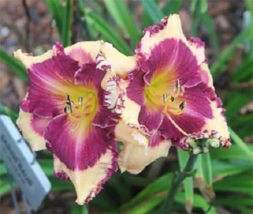 10 Mixed Colors Daylily Seeds Hemerocallis Day Lily Fine Mix Red, Purple, and More Flower Seeds