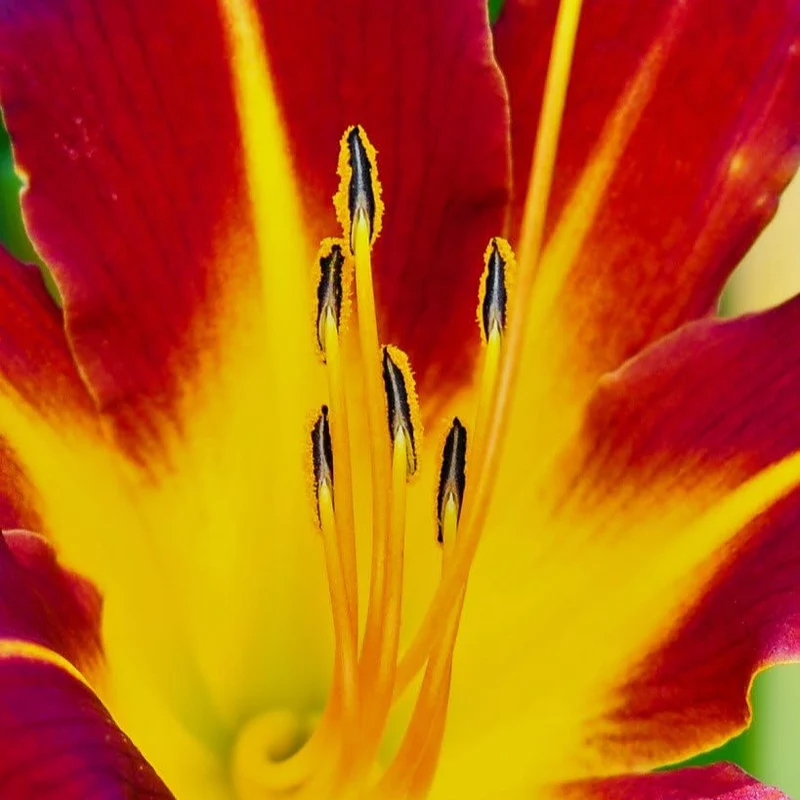 10 Mixed Colors Daylily Seeds Hemerocallis Day Lily Fine Mix Red, Purple, and More Flower Seeds